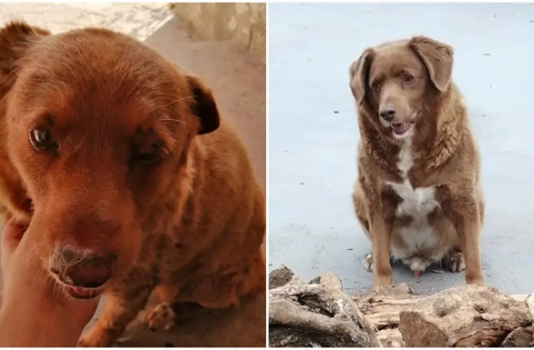30-ամյա Բոբին աշխարհի ամենածեր շուն է ճանաչվել